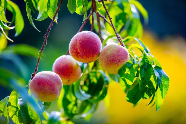 Here's why you should be eating peaches